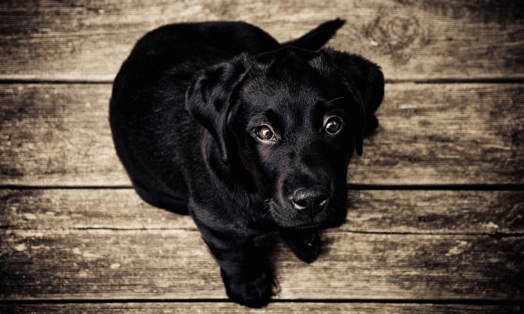 Black puppy with adorable eyes